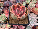 Echeveria 'Golden State' Variegated 2" Succulent Plant