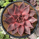 Echeveria Agavoides 'Romeo' 5" Succulent Plant