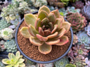 Echeveria 'Champaign' 3" Succulent Plant