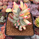 Cotyledon 'Orbiculata' Variegated 3" Succulent Plant