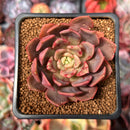 Echeveria 'Vasilisa' 2" Succulent Plant