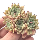 Echeveria 'Zaragoza' Cluster 3" Rare Succulent Plant