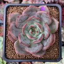 Echeveria 'Monello' 2" New Hybrid Succulent Plant