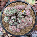 Echeveria 'Bradburiana' Crested 4"-5" Succulent Plant