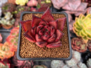 Echeveria Agavoides 'Red Ebony' 2" Succulent Plant