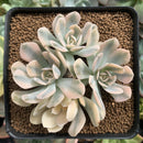 Echeveria Runyonii Variegated (Aka Echeveria 'Akaihosi' Variegated) 2"-3" Cluster Succulent Plant