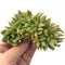 Echeveria Agavoides 'Ebony' Crested Cluster 4" Rare Succulent Plant