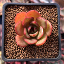 Echeveria Agavoides 'Salu' 1" Succulent Plant