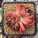 Echeveria Agavoides 'Michelo' 3" Succulent Plant