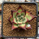 Echeveria Agavoides 'Jelly Cassiopeia' 2" Succulent Plant