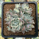 Echeveria 'Mebina' Variegated 2" Cluster Succulent Plant