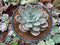 Echeveria 'Texas Red' 3"-4" Succulent Plant