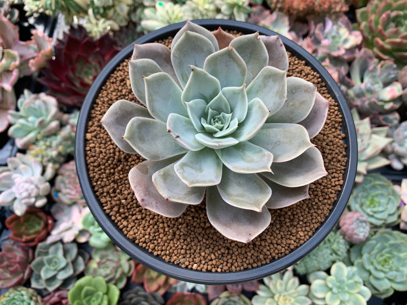 succulents for north texas Echeveria 'Texas Red' 3"-4" Succulent Plant