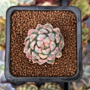 Echeveria 'Mebina' Variegated 1" Succulent Plant