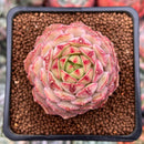 Echeveria 'Kircheriana' 1" Succulent Plant