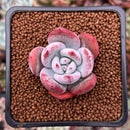 Echeveria 'Ivory' 1" Powdery Succulent Plant