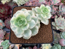 Echeveria 'Nicksana' Variegated 3" Succulent Plant