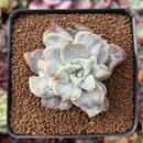 Echeveria 'Harry Watson' Mutated 2"-3" Succulent Plant