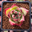Echeveria Agavoides 'Maria' 2" Succulent Plant
