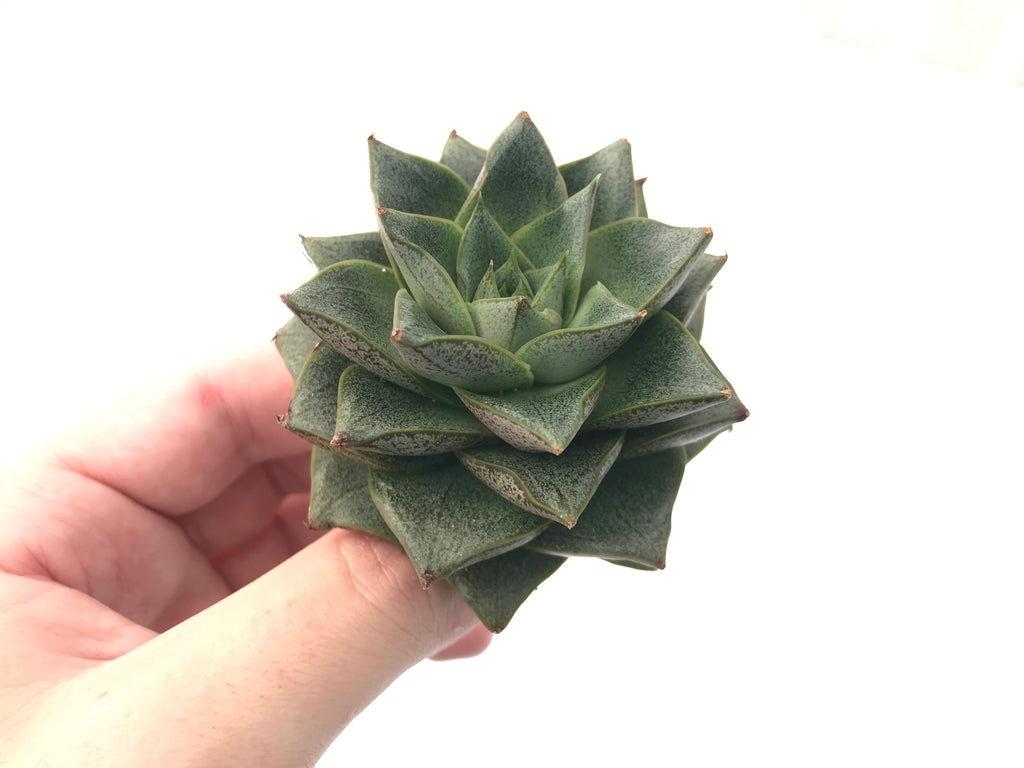 dionysos succulent Echeveria 'Dionysos' 2