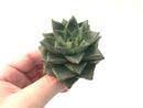 Echeveria 'Dionysos' 2"-3" Succulent Plant
