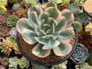 Echeveria 'Secunda' Variegated 4" Succulent Plant