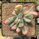 Cotyledon 'Orbiculata' Variegated 3" Succulent Plant