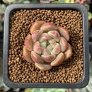 Echeveria 'Herbion' 1" Succulent Plant