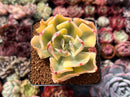 Echeveria 'Enfant' Variegated 3" Succulent Plant