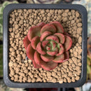 Echeveria Agavoides 'Chapote' 1" Succulent Plant