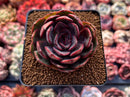 Echeveria 'Black Tan' 2"-3" Succulent Plant