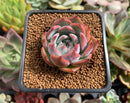 Echeveria 'Keralean' 2" Succulent Plant