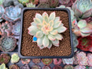 Echeveria 'Mebina' Variegated 2" Succulent Plant