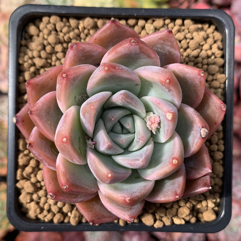 alba beauty succulent Echeveria 'Alba Beauty' 3" Succulent Plant – True Succulents Plant Co