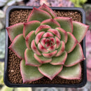 Echeveria Agavoides sp. 2"-3" Succulent Plant
