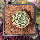 Echeveria Agavoides 'Black Cat' 1" Succulent Plant