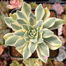 Orostachys 'Fuji' Variegated 2"-3" Succulent Plant