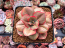 Echeveria 'Minigosaong' Variegated 3"-4" Succulent Plant