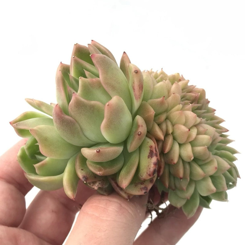 Echeveria Agavoides 'Shining Pearl' Cretsted Cluster 3" Rare Succulent Plant