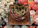 Echeveria Agavoides 'Firebird' 2" Succulent Plant