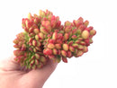 Echeveria Chubbs Crested 5” Rare Succulent Plant