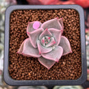 Echeveria 'Rosewing' 1" New Hybrid Small Succulent Plant