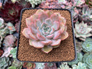 Echeveria 'Fiona' 2"-3" Succulent Plant