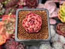 Echeveria Agavoides 'Nomad' 1" Succulent Plant