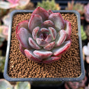Echeveria 'Odette' 1"-2" Succulent Plant