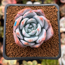 Echeveria 'Trumso' 1" Powdery Succulent Plant