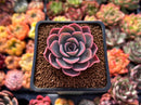 Echeveria 'Tinkerbell' 2" Succulent Plant