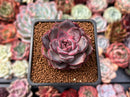 Echeveria 'Mirine' 1"-2" Succulent Plant