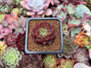 Echeveria Agavoides 'Shani' 1" Succulent Plant