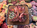 Echeveria Agavoides 'Topaz' 3" Cluster Succulent Plant